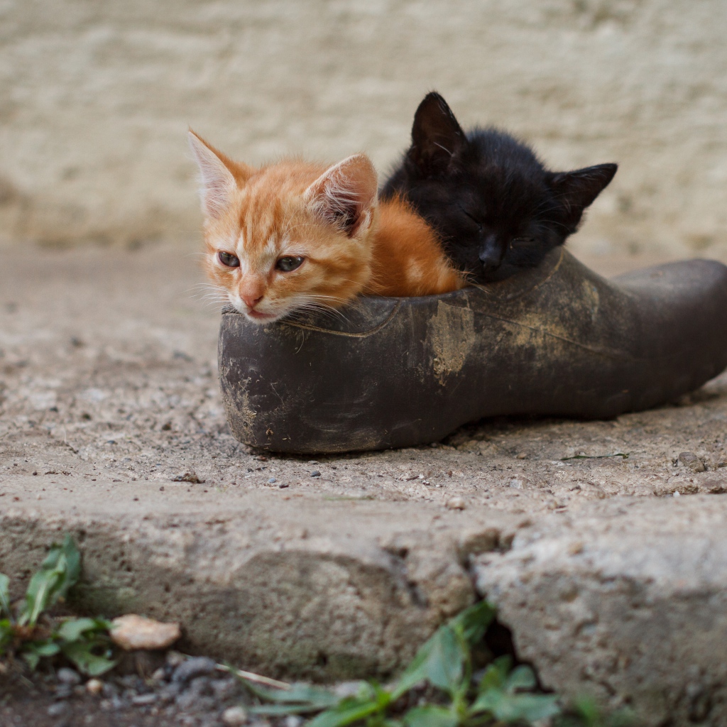 Два маленьких котенка спят в старой калоше