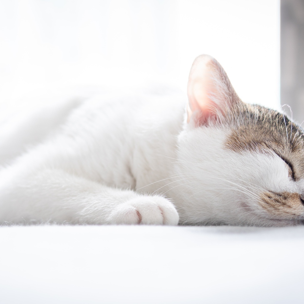 Белый домашний кот спит на кровати 