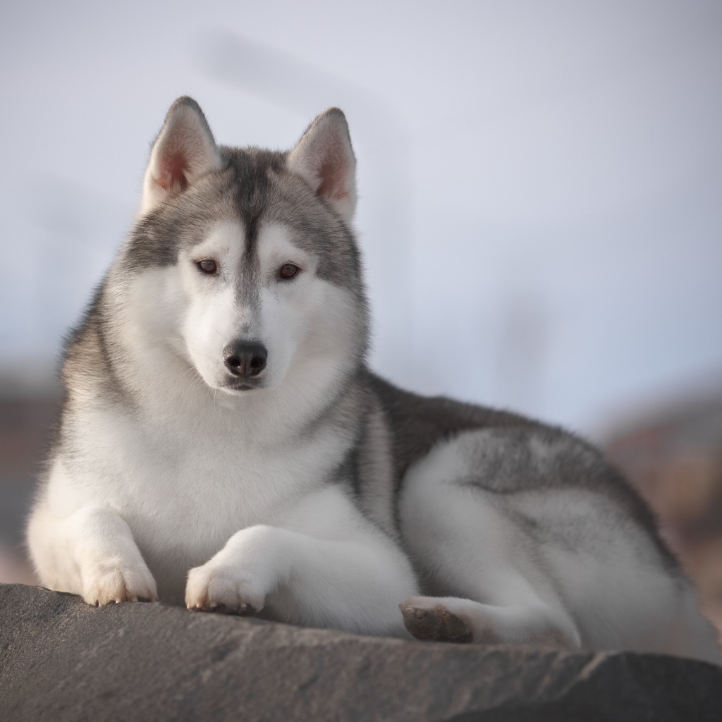 Красивый пес породы хаски лежит на камне