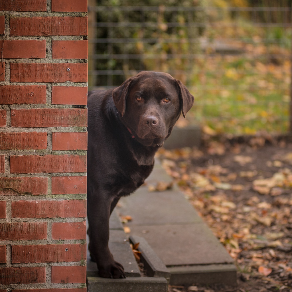 Коричневый лабрадор стоит у  кирпичной стены