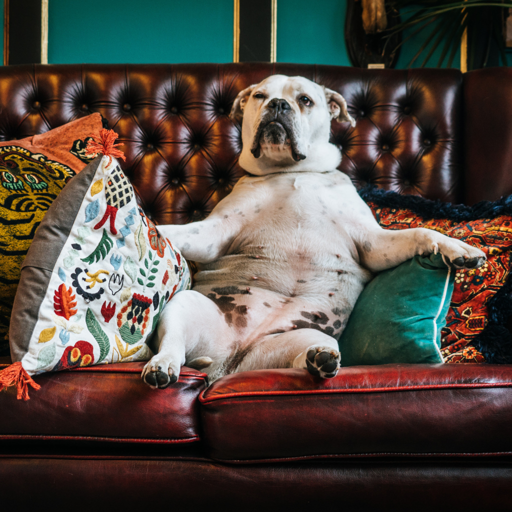 Большой белый бульдог лежит на кожаном диване с подушками