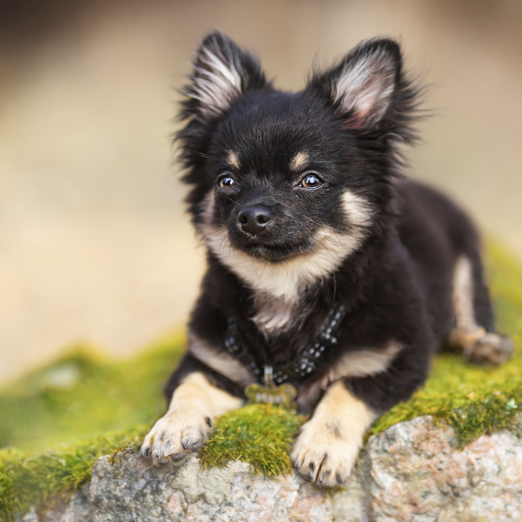 Маленький пес породы чихуахуа лежит на покрытом мхом камне
