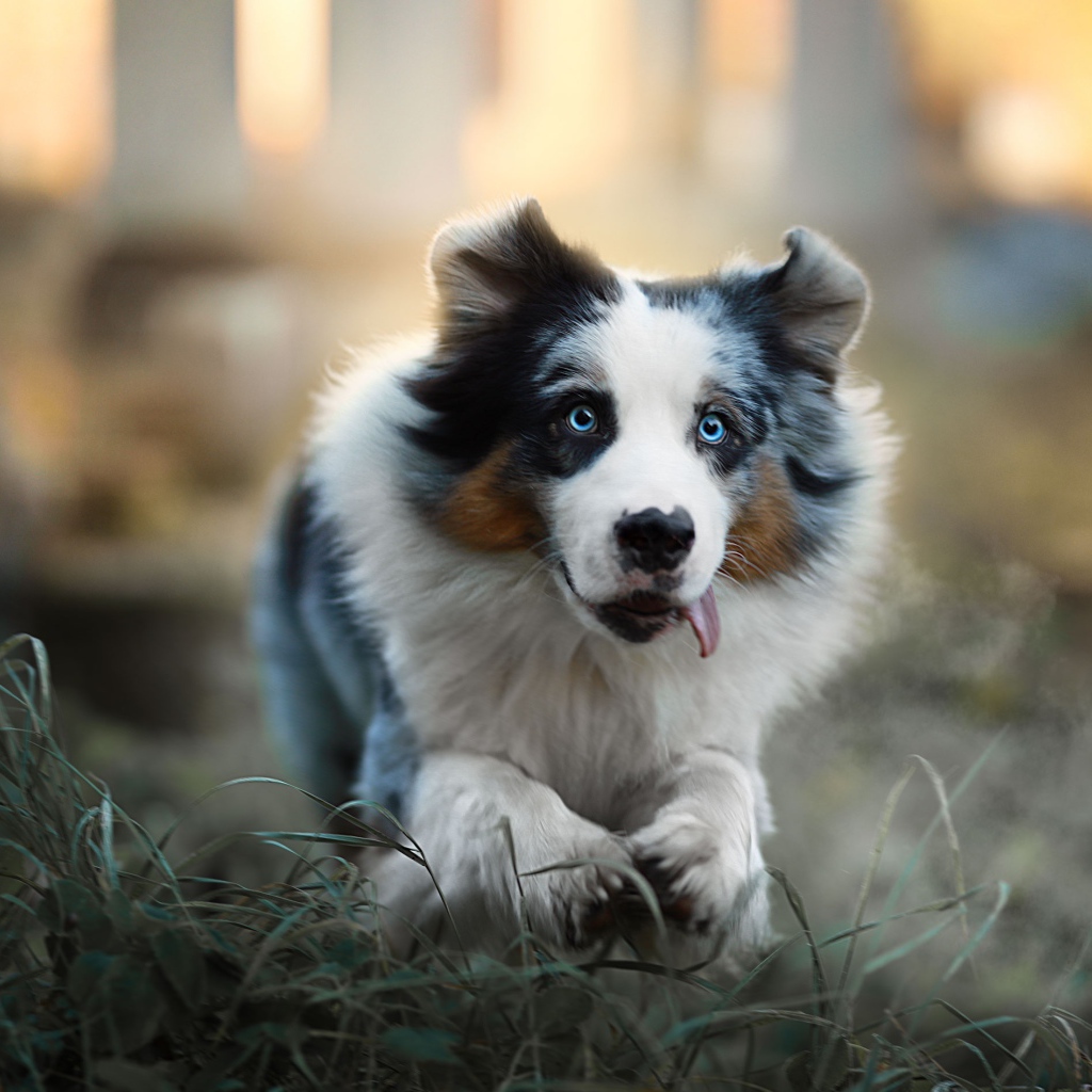 Австралийская овчарка с высунутым языком бежит по траве