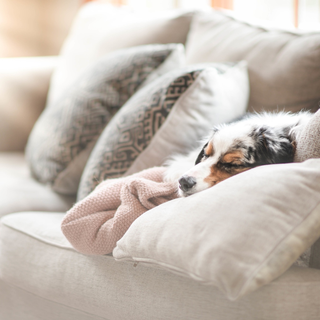 Австралийская овчарка спит под одеялом на диване