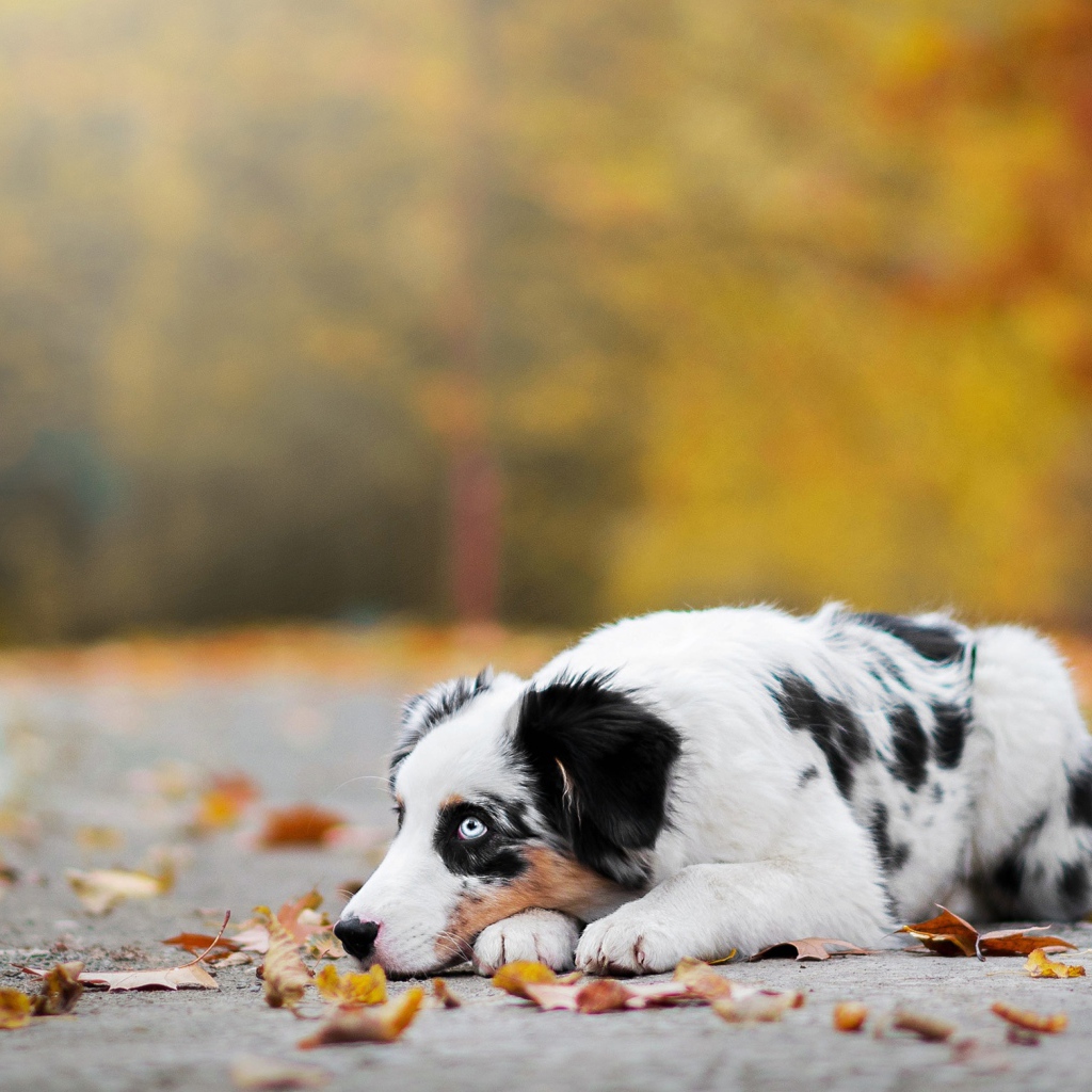 Австралийская овчарка с голубыми глазами лежит на земле с опавшей листвой 