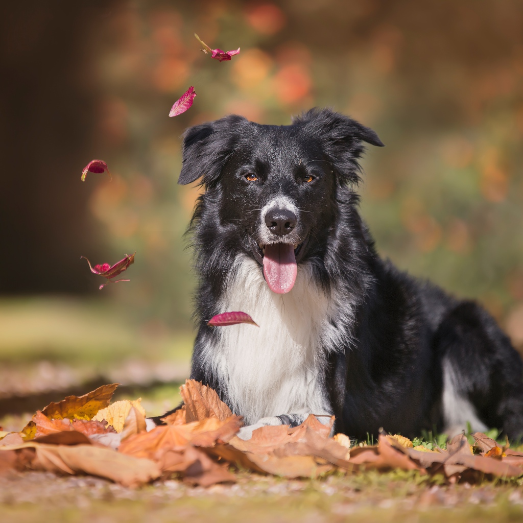 Австралийская овчарка с высунутым языком лежит на опавшей листве 
