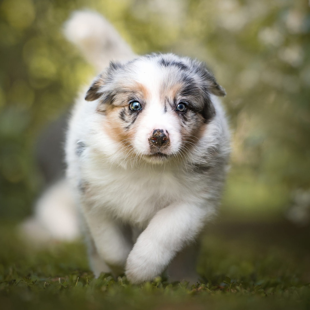 Щенок австралийской овчарки бежит по траве