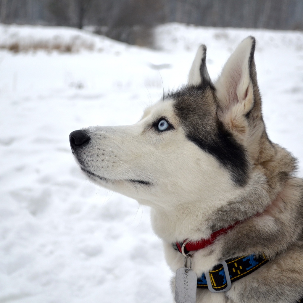 Красивый голубоглазый кот породы хаски с ошейником