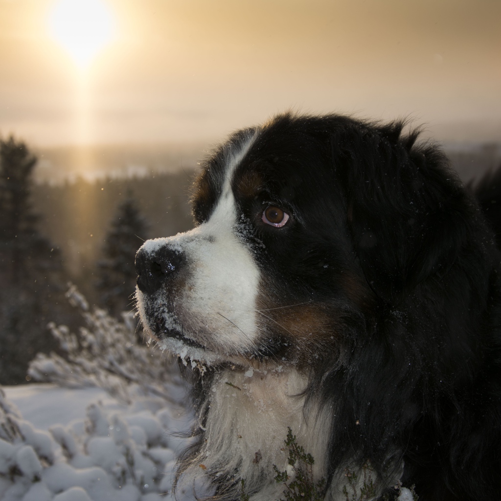 Bernese Mountain Dog in a snowy forest at sunset