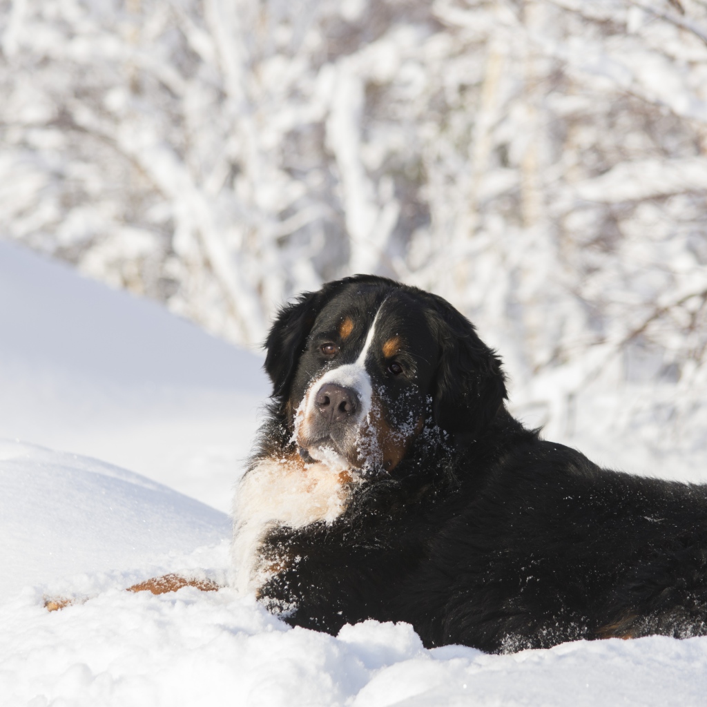 Бернский зенненхунд лежит на холодном снегу 