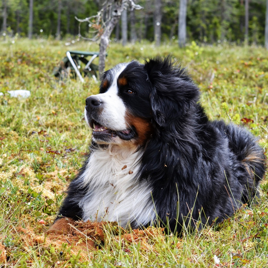 Бернский зенненхунд отдыхает на зеленой траве 
