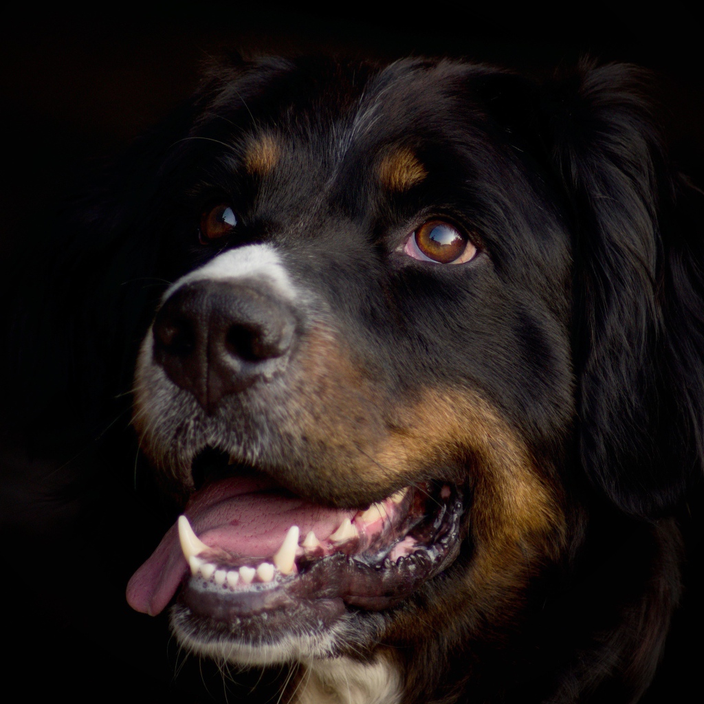 Бернский зенненхунд с высунутым языком на черном фоне 