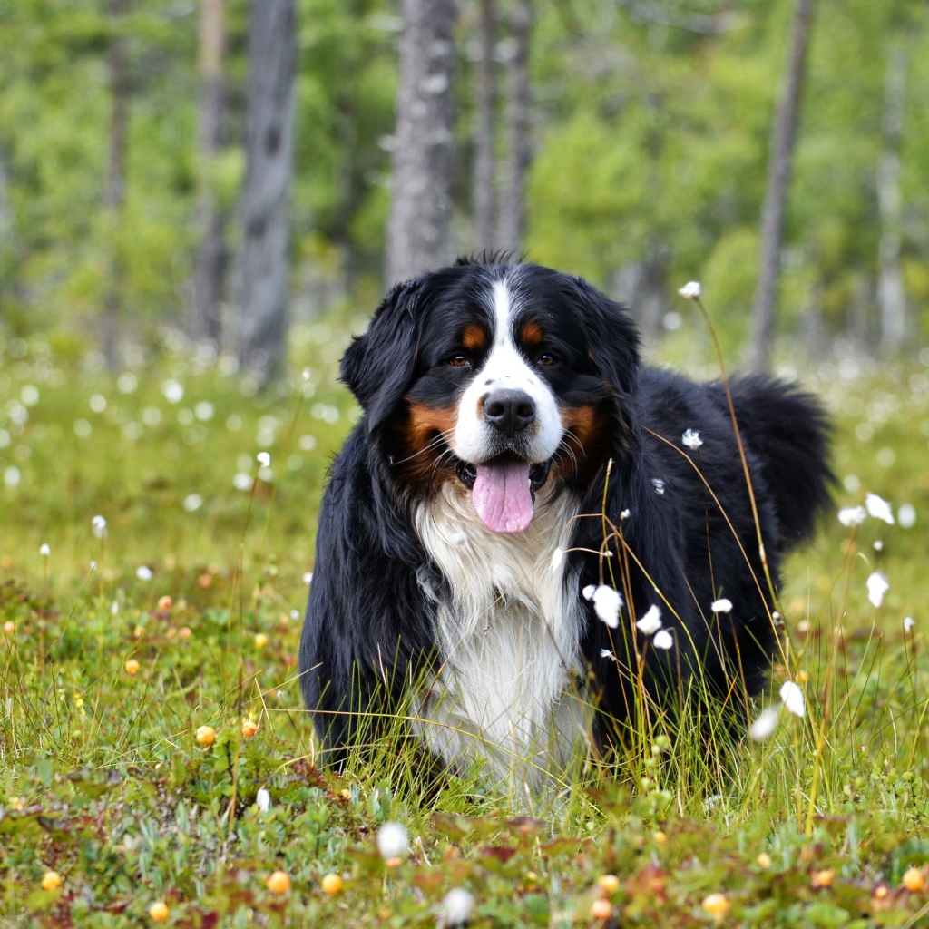 Бернский зенненхунд с высунутым языком на зеленой траве