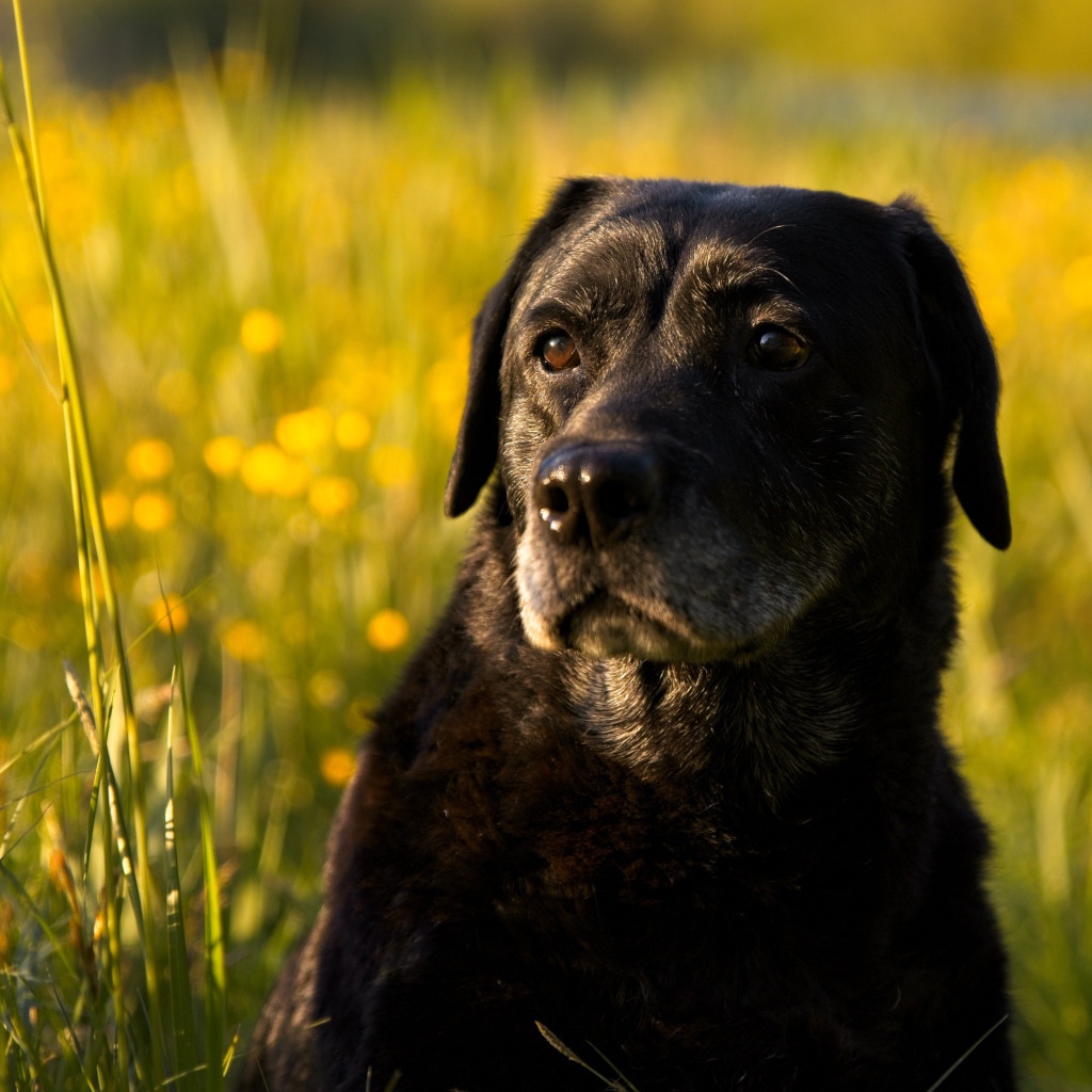 Большой черный лабрадор сидит в зеленой траве