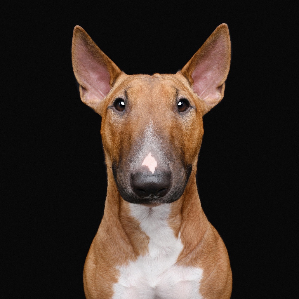 Большой бультерьер на черном фоне крупным планом