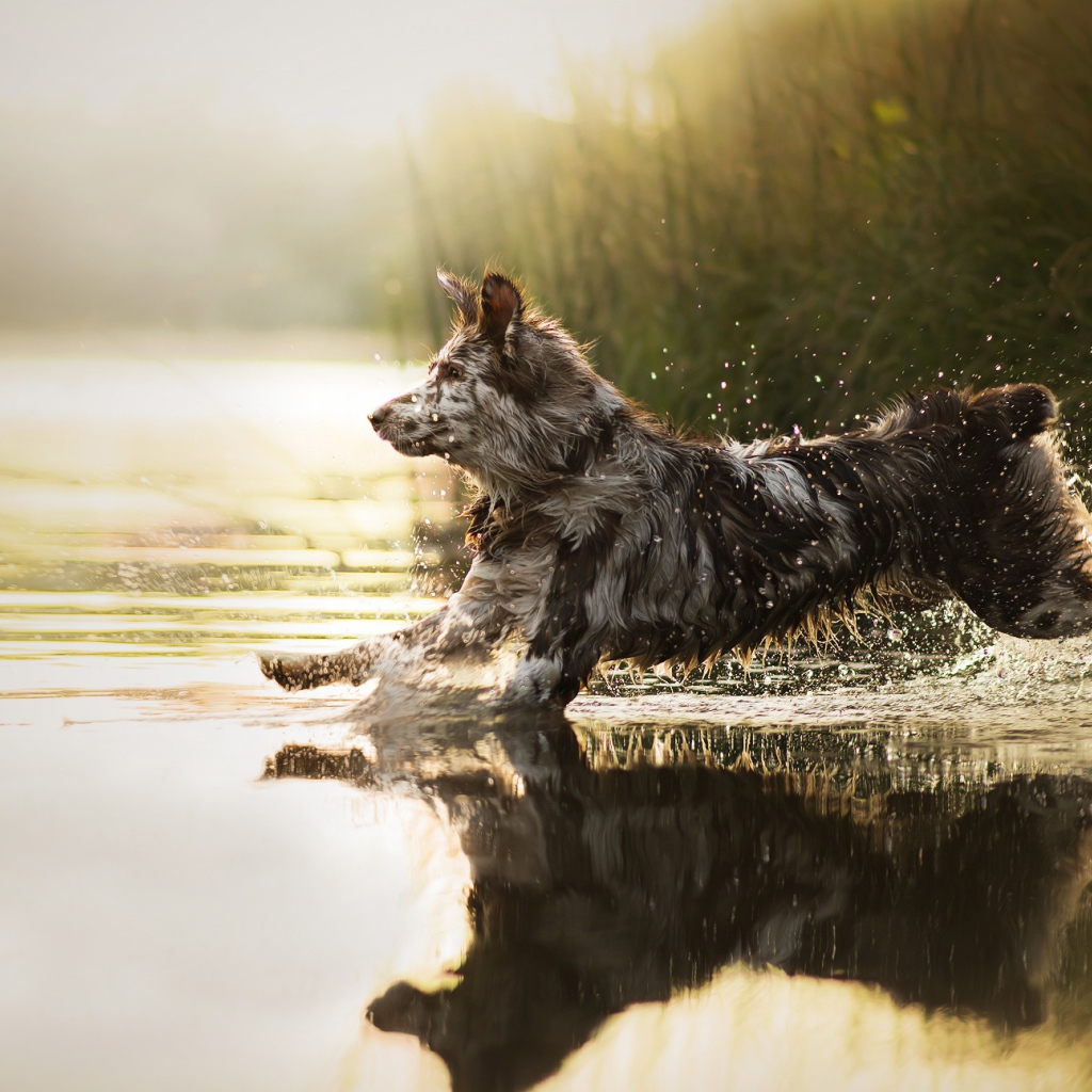 Большая собака бежит по воде 