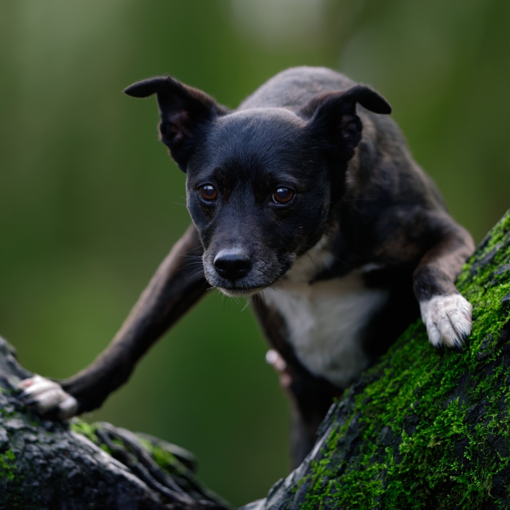 Черный пес залазит на дерево покрытое мхом