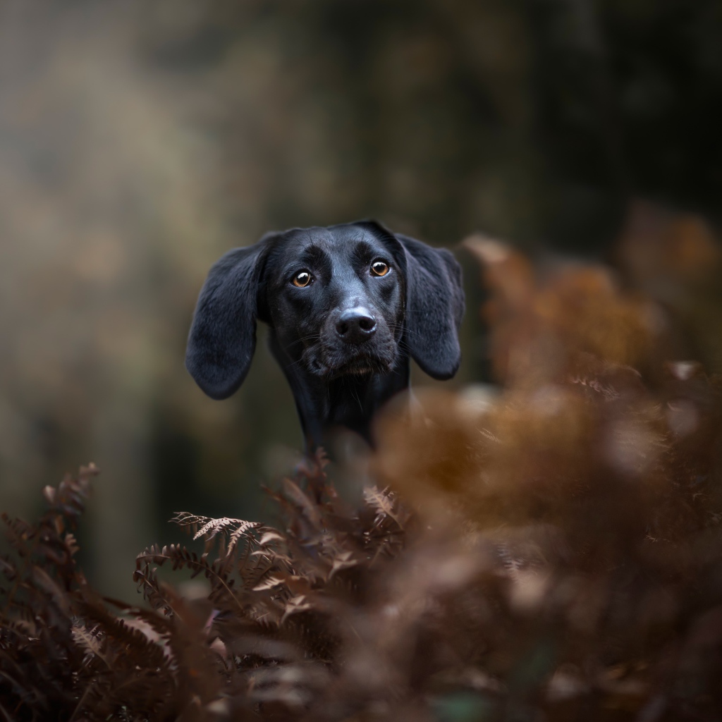 Черный пес прячется в листьях 