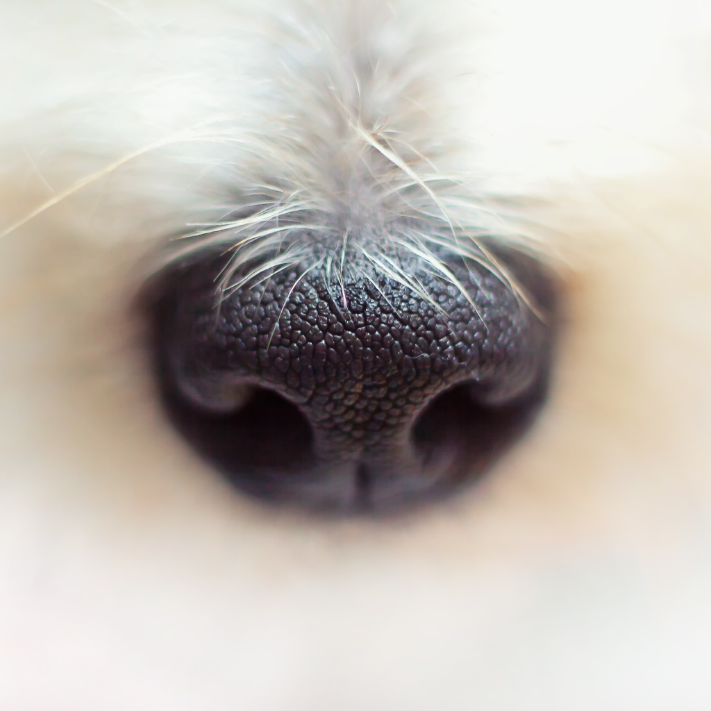 Черный нос собаки крупным планом