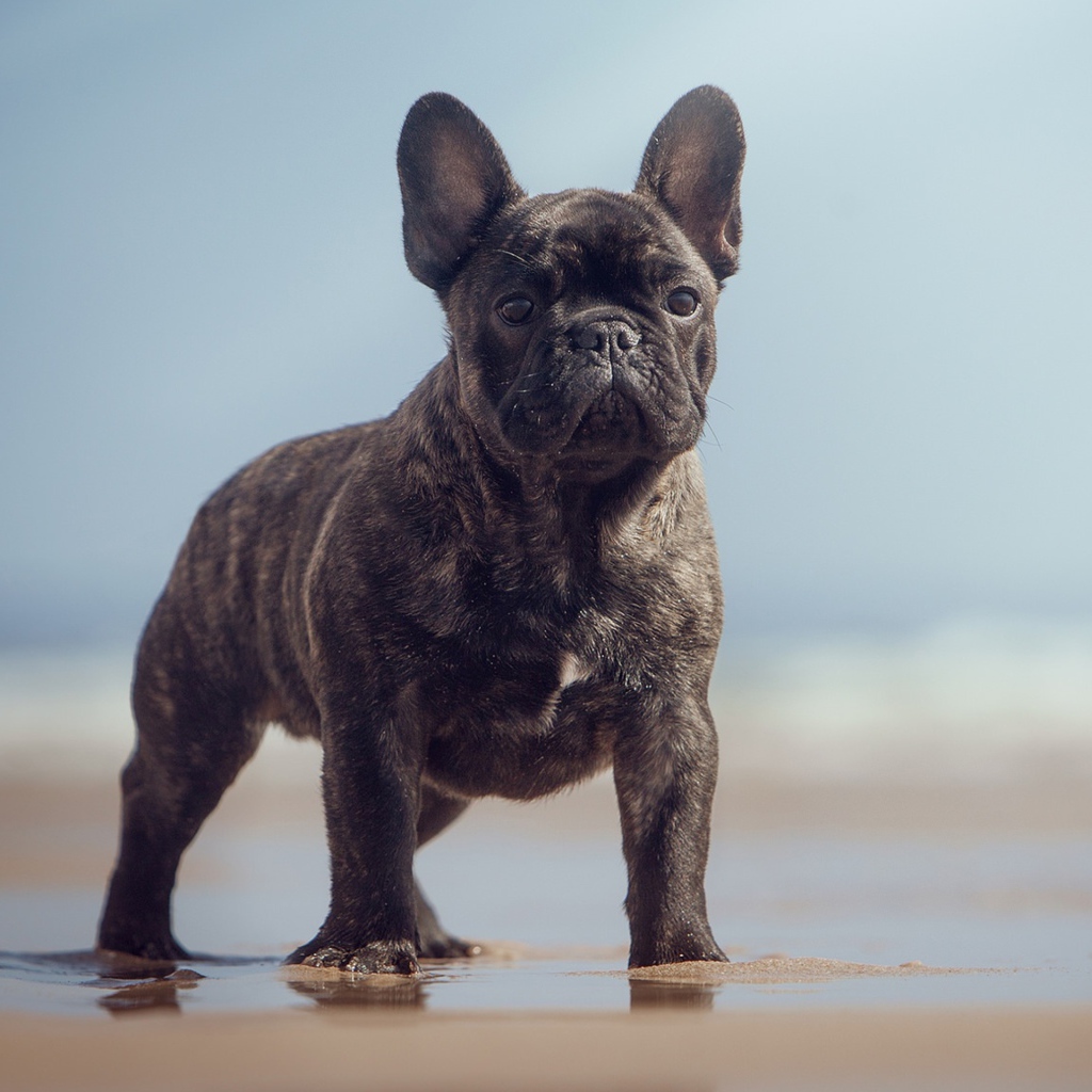 Черный французский бульдог стоит на мокром песке