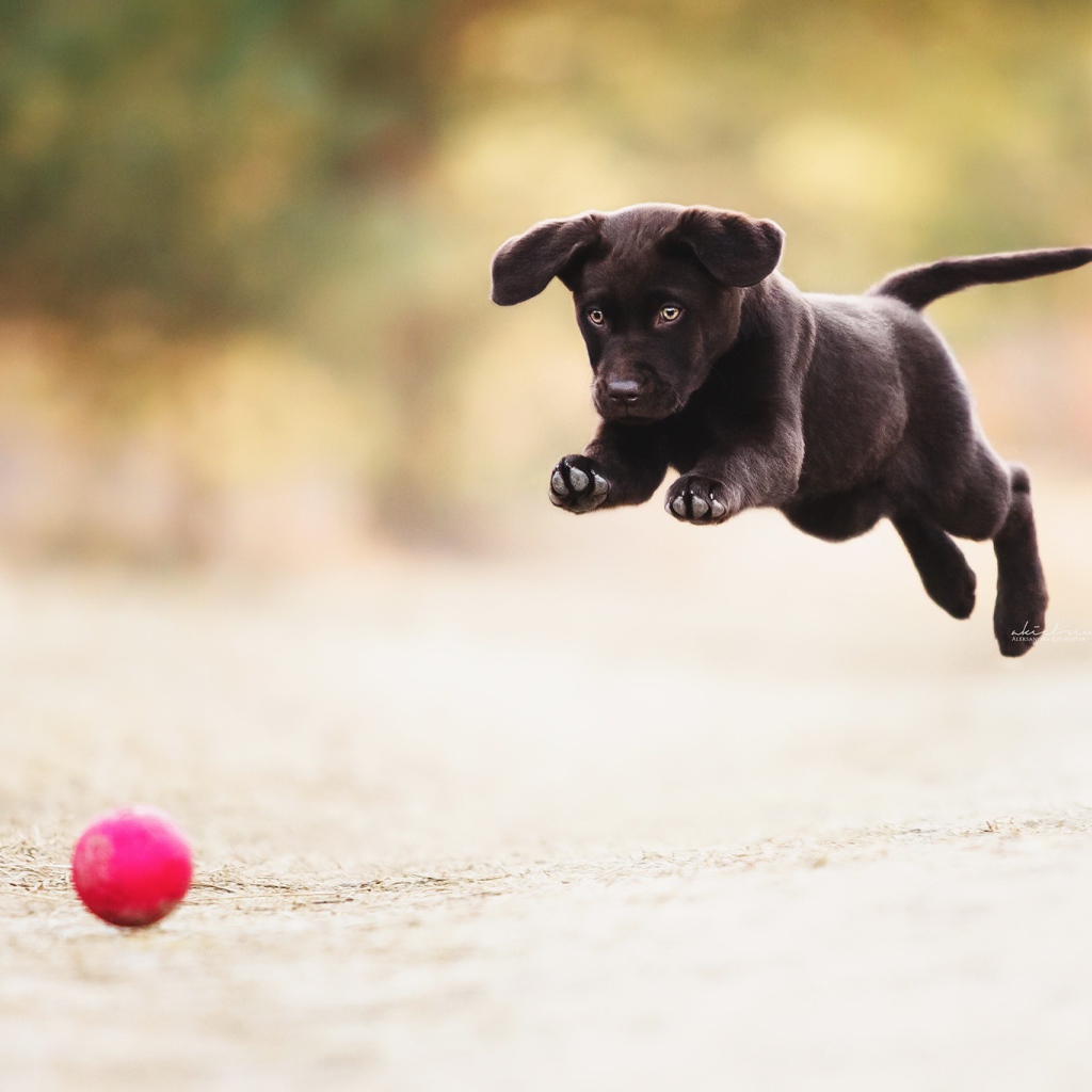 Черный забавный щенок играет с мячом