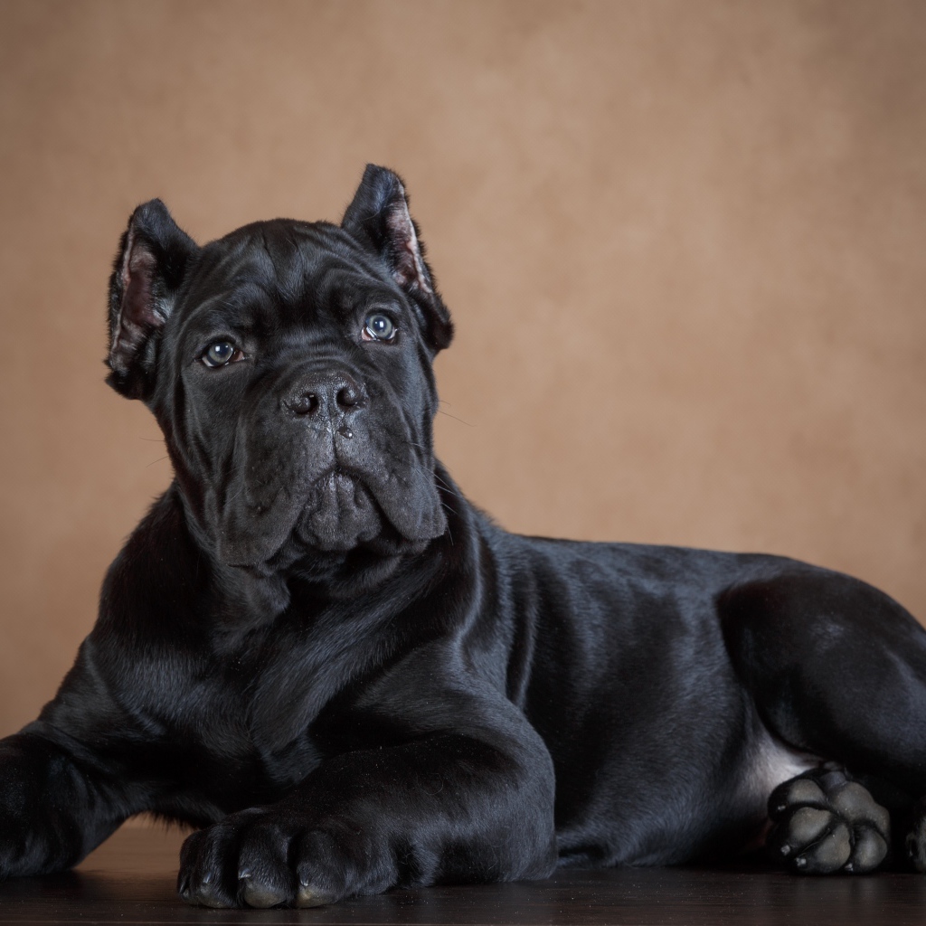 Черный щенок породы кане корсо 