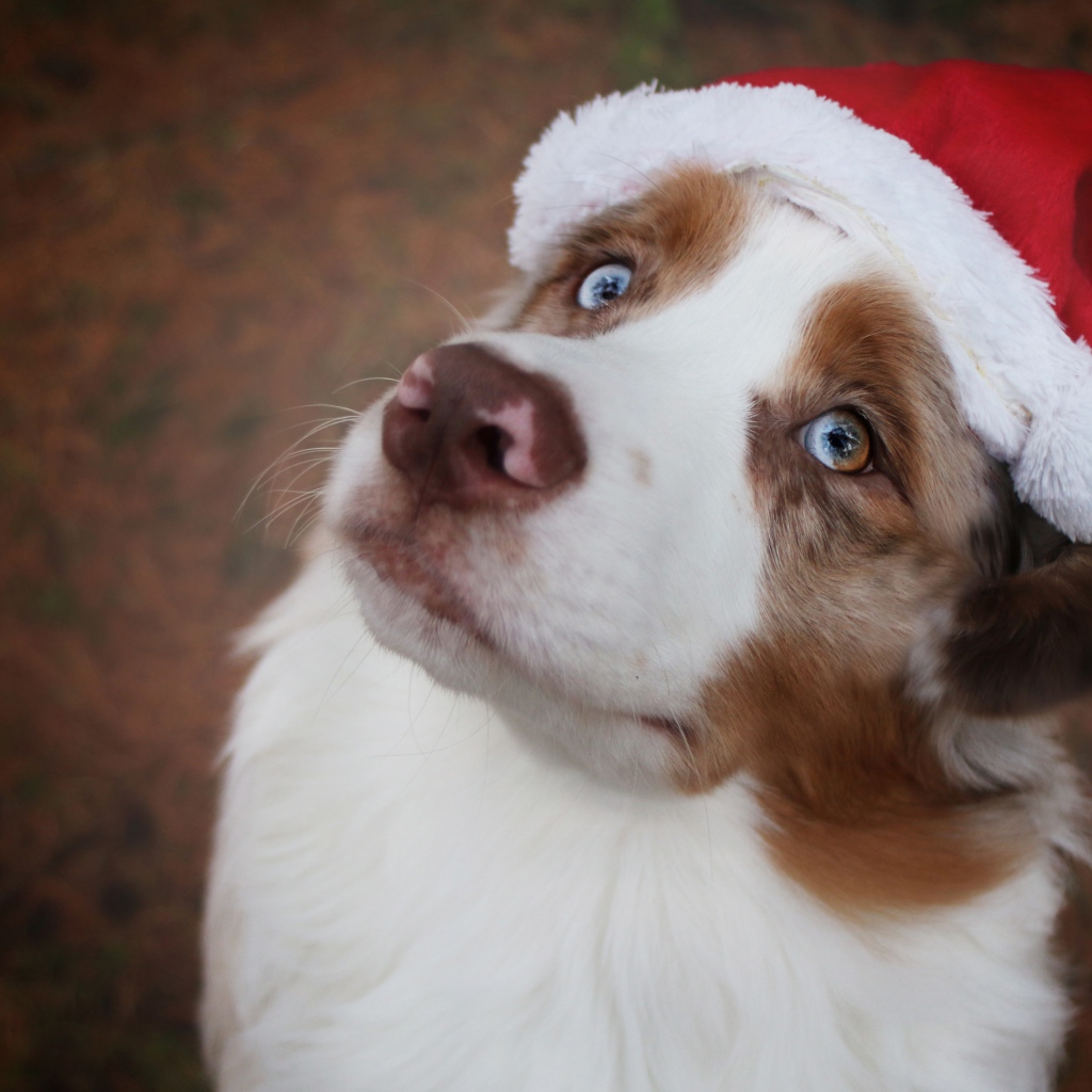 Голубоглазая австралийская овчарка в новогодней шапке 