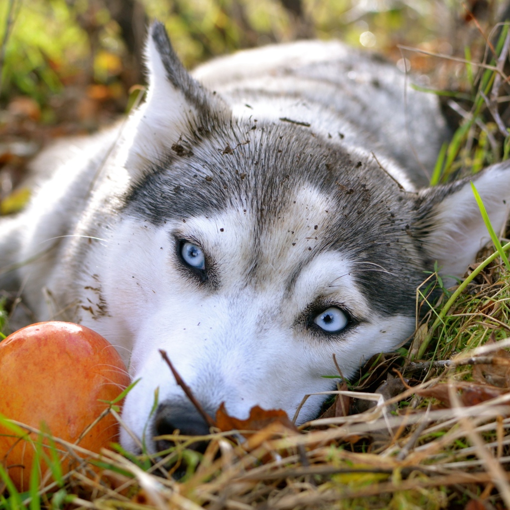 Голубоглазая собака породы хаски лежит на траве