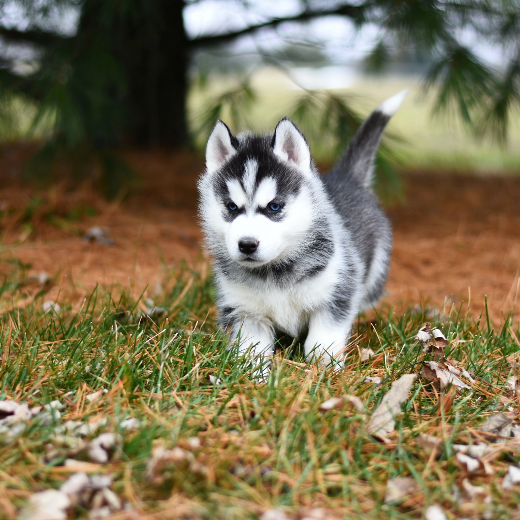 Blue-eyed husky puppy running on green grass