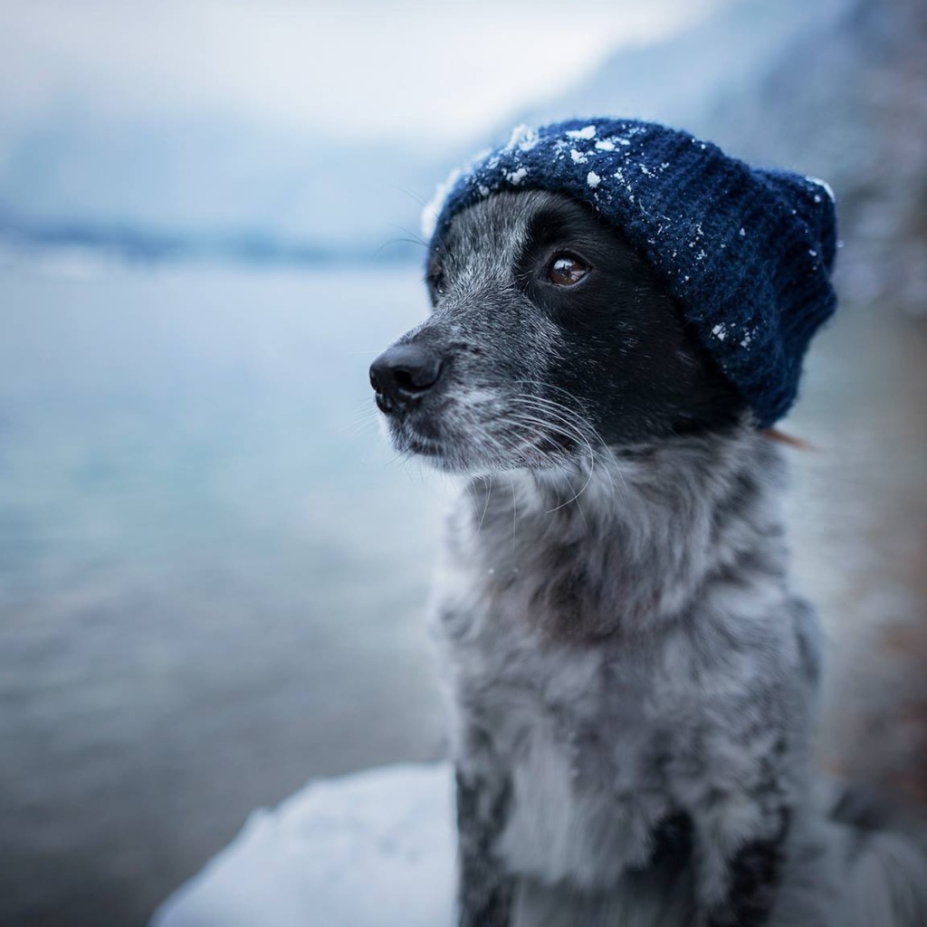 Собака породы бордер колли в теплой шапке 