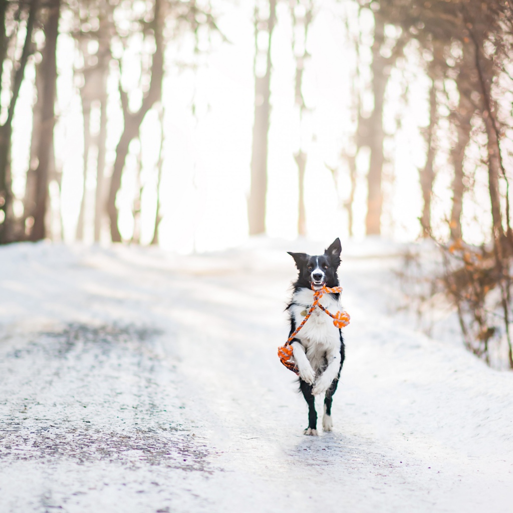 Собака бордер колли бежит по заснеженной дороге