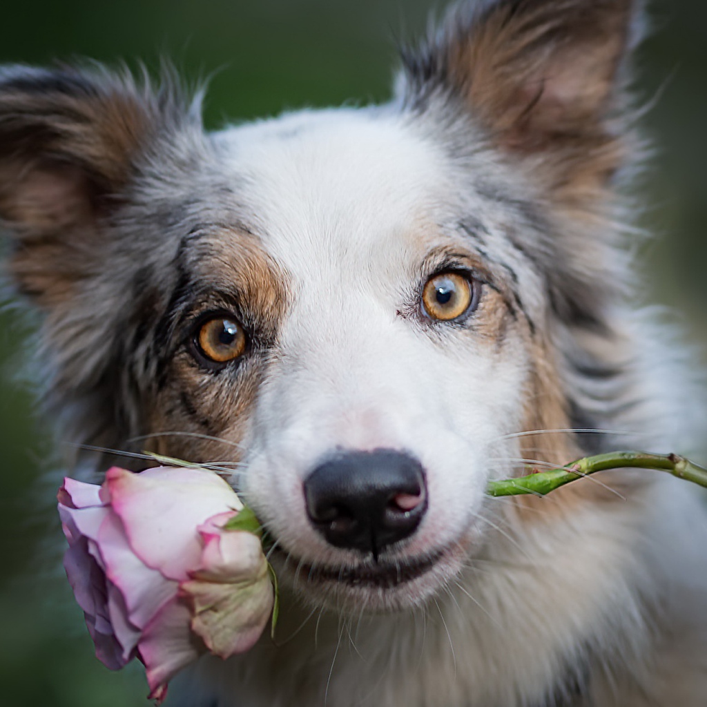 Собака породы бордер колли с розой в зубах 