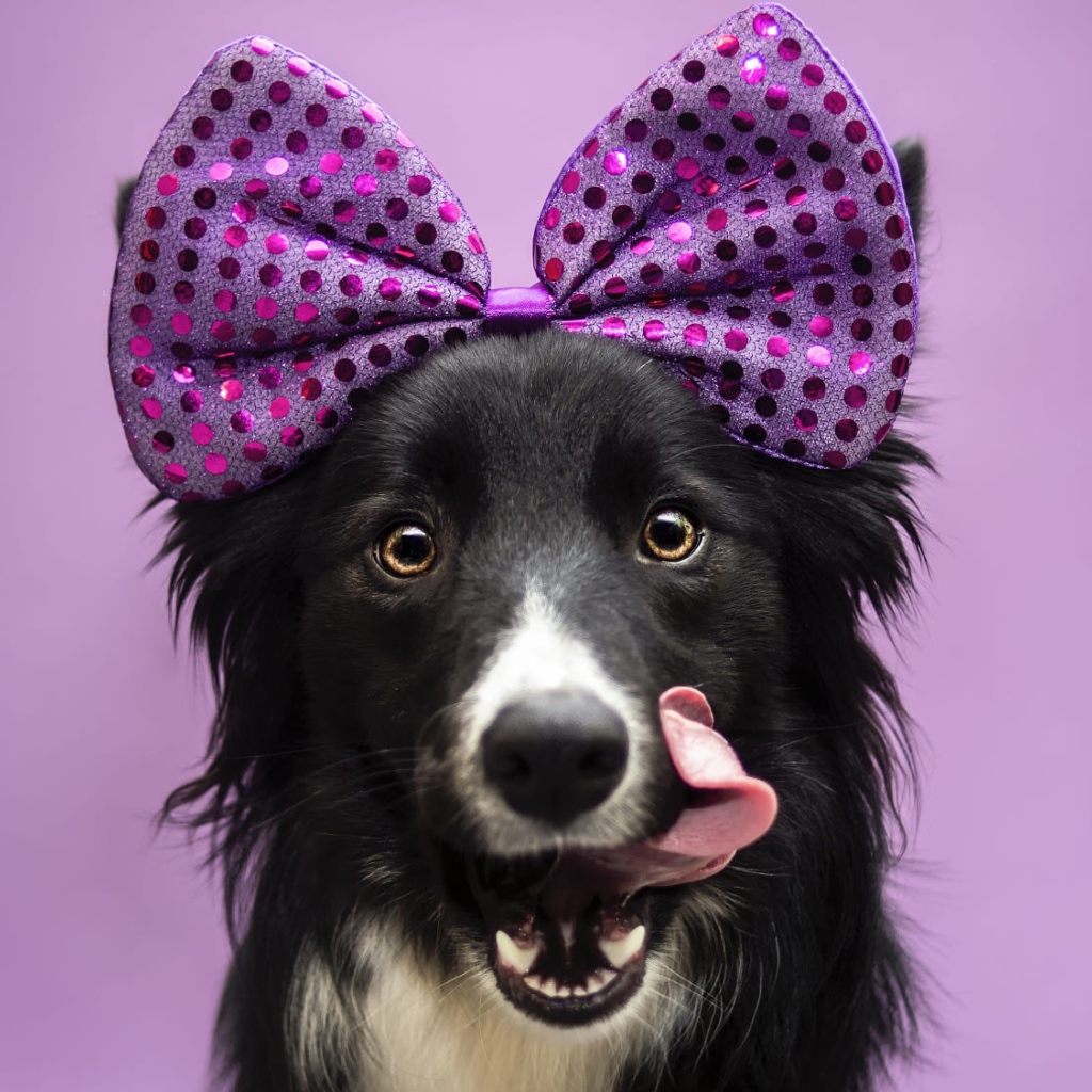 Собака Бордер-Колли с бантом на голове с высунутым языком
