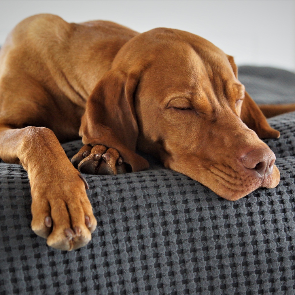 Brown dog sleeping on the bed