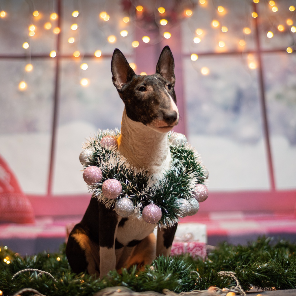 Бультерьер с рождественским венком у окна