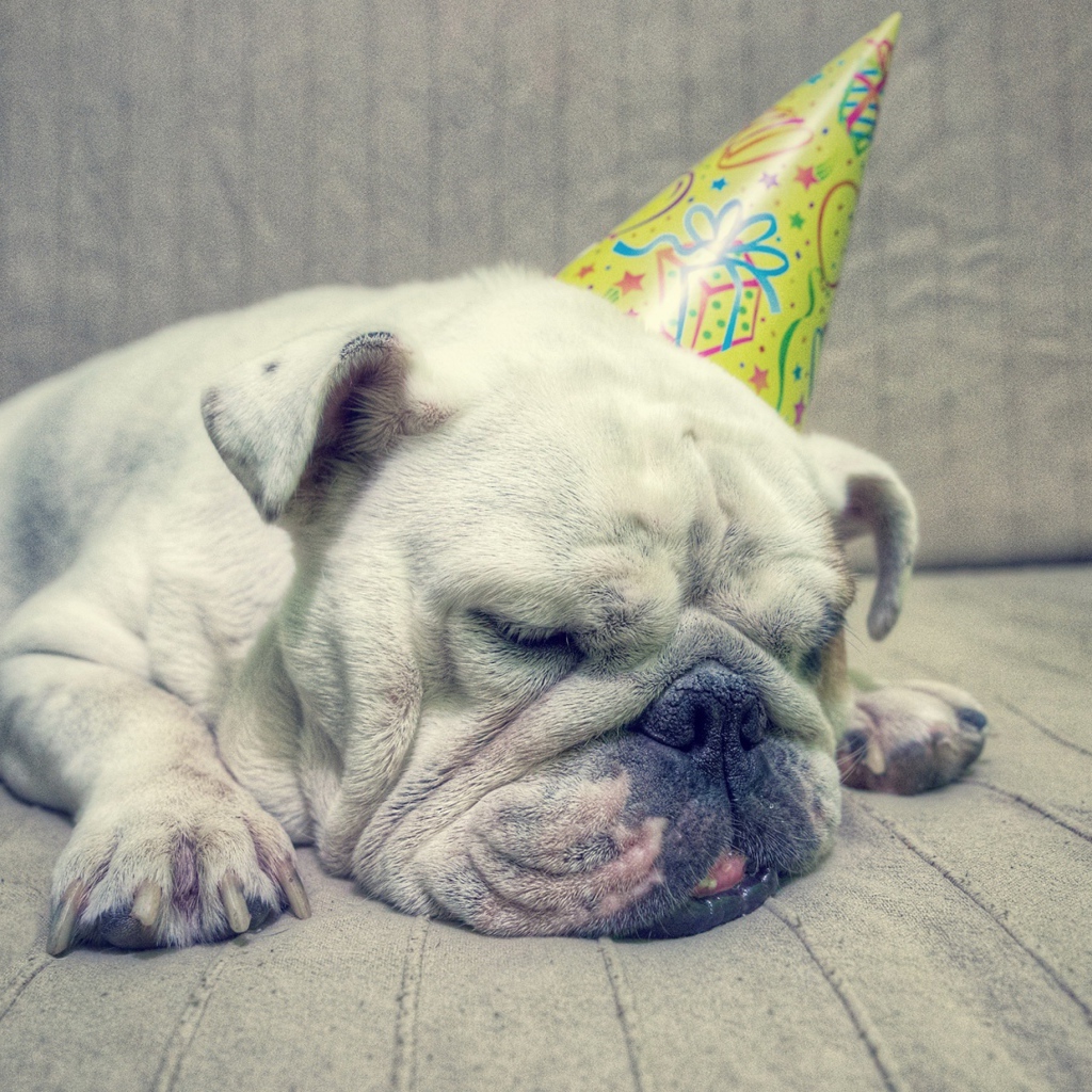 Бульдог спит в праздничном колпаке