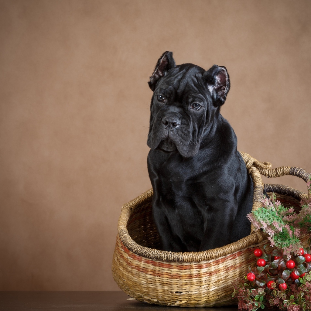 Щенок кане корсо сидит в корзине на коричневом фоне