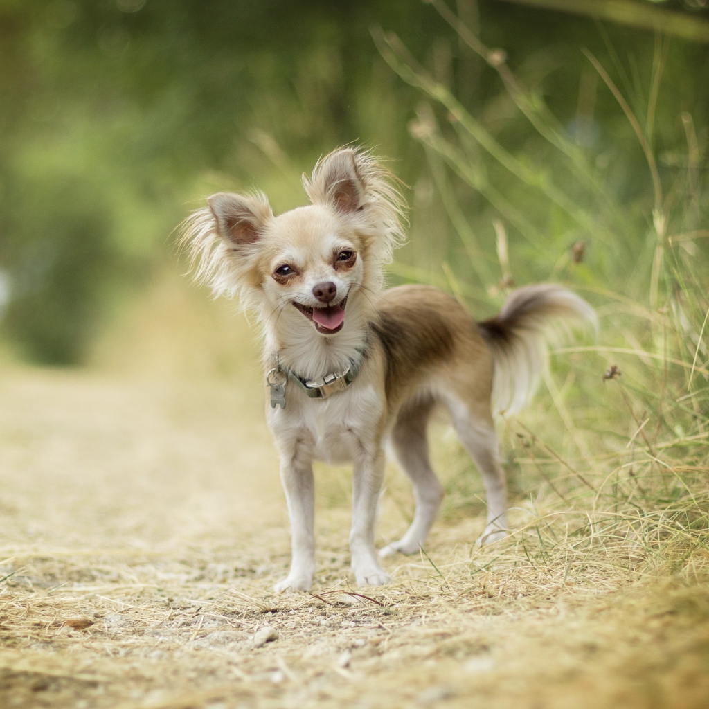 Веселая собака породы чихуахуа на дороге