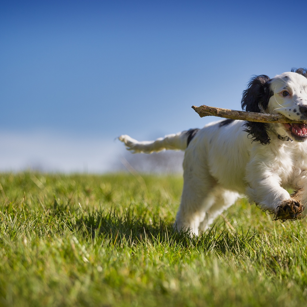 Веселый щенок с палкой бежит по зеленой траве