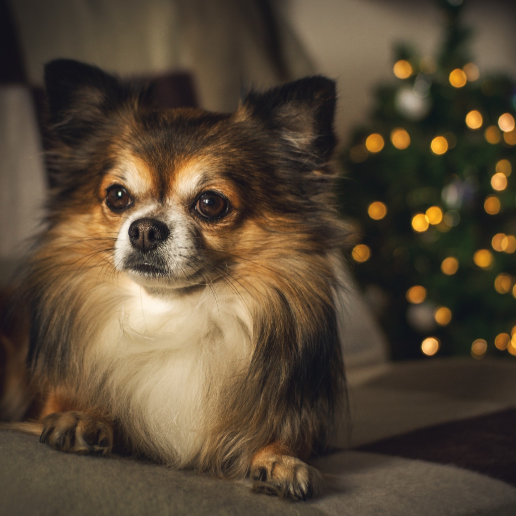 Собака породы чихуахуа лежит на диване у елки 