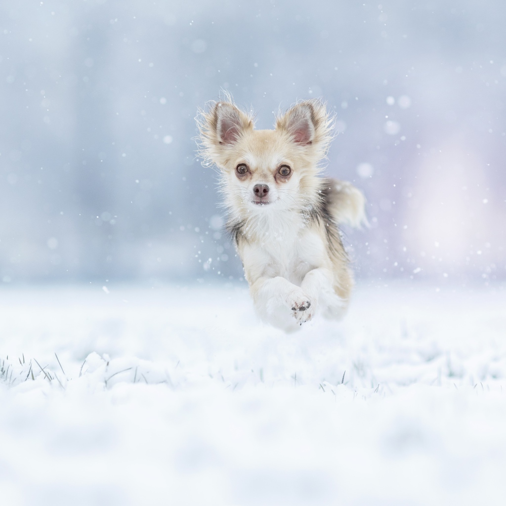 Собака породы чихуахуа бежит по заснеженной земле 