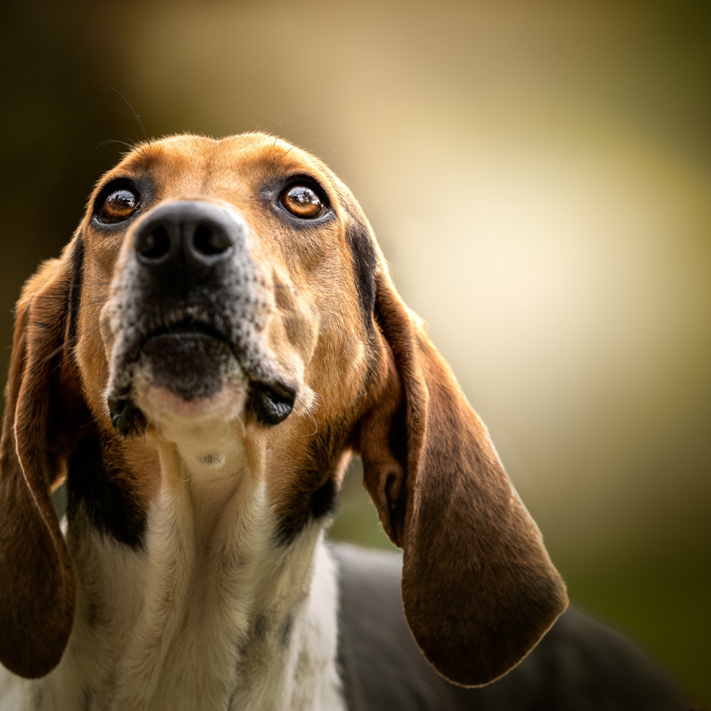 Умный пес породы бигль смотрит на хозяина