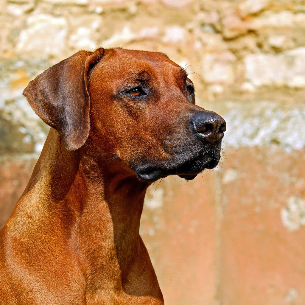 Умный пес породы Родезийский риджбек 