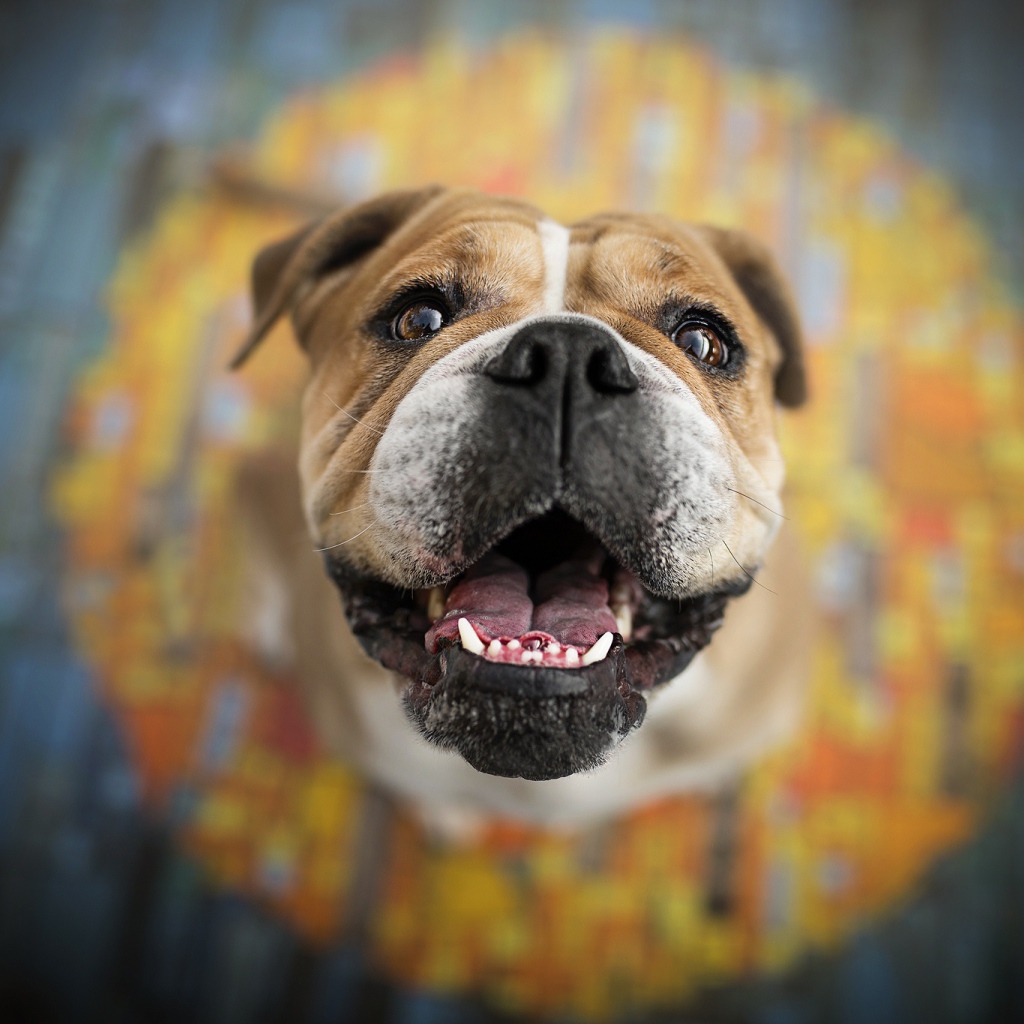 Довольная морда бульдога  