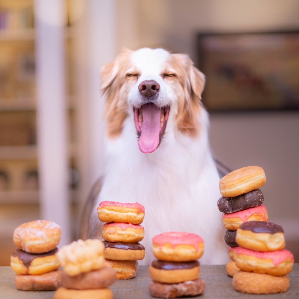 Довольный пес с высунутым языком с пончиками