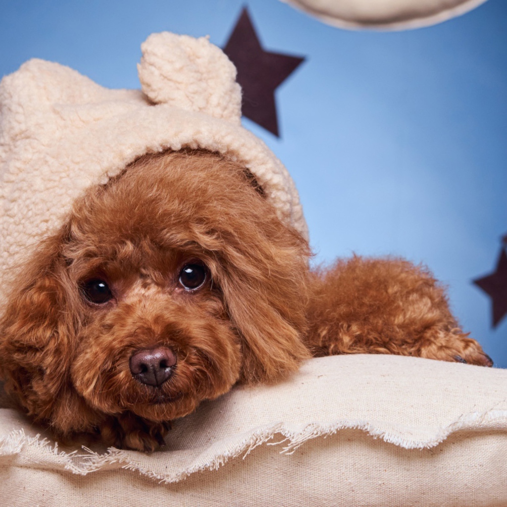 Милый коричневый пудель в костюме готовится ко сну