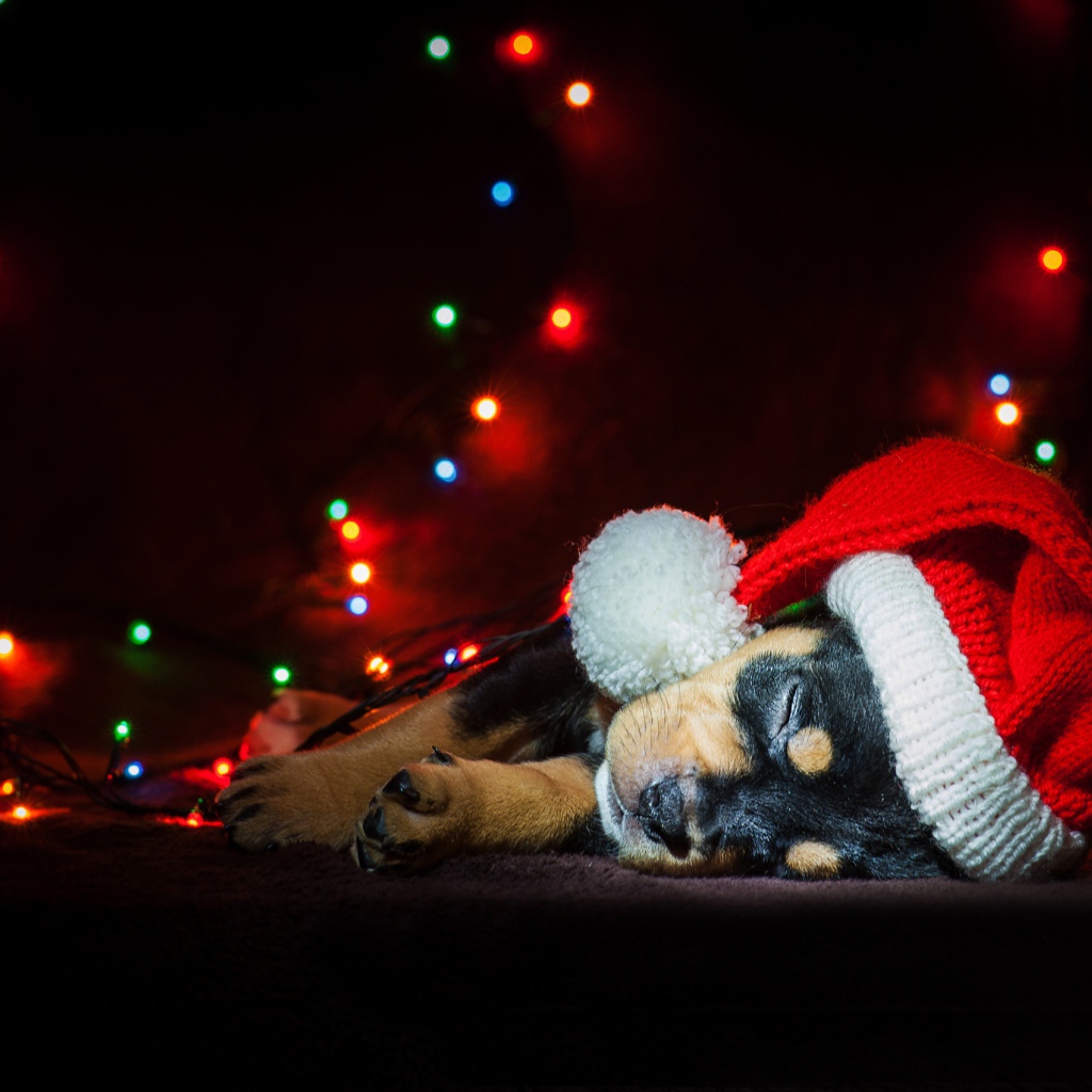 Милый спящий щенок в новогодней шапке 