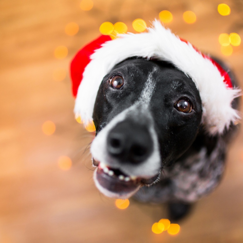 Морда пса в новогодней шапке