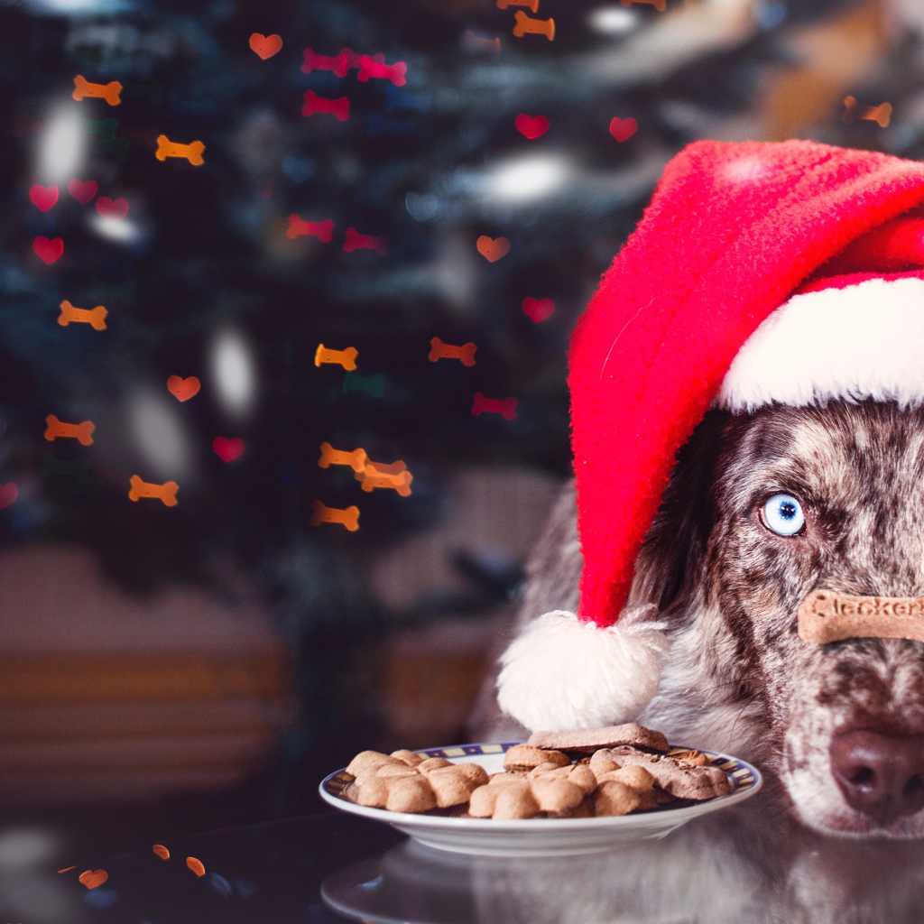 Собака в красной новогодней шапке с печеньем 