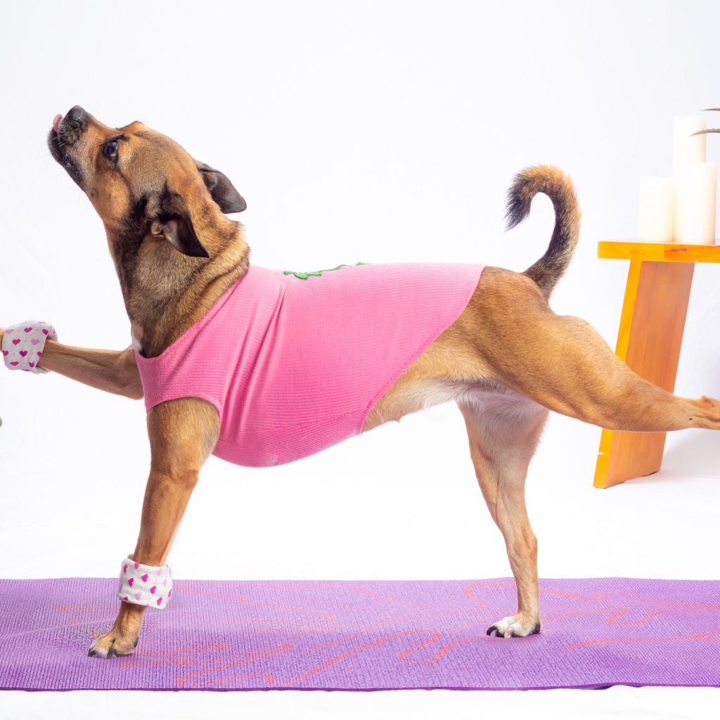 Собака в костюме занимается фитнесом 